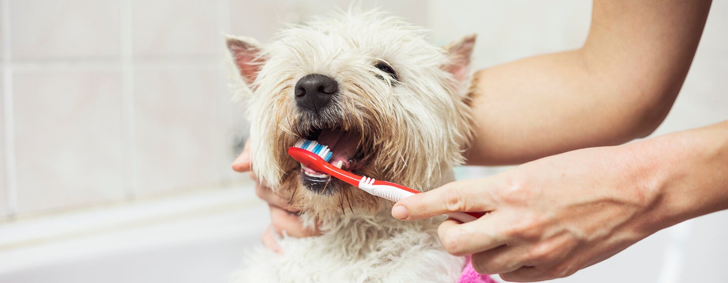 How to Look After Your Dog s Teeth Purina